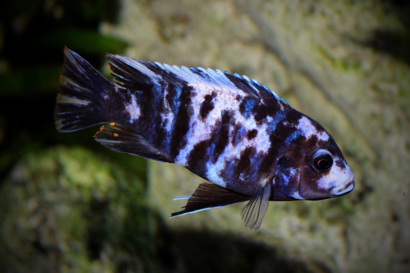 Maylandia zebra 'Masinje'